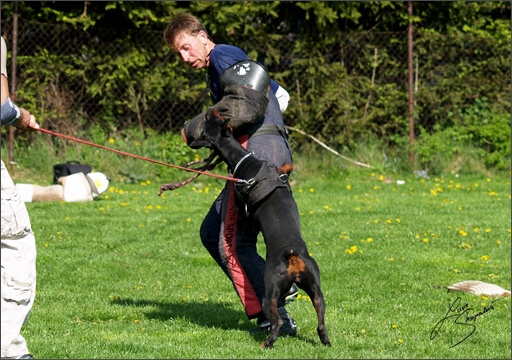 Dogs in training 5/2008